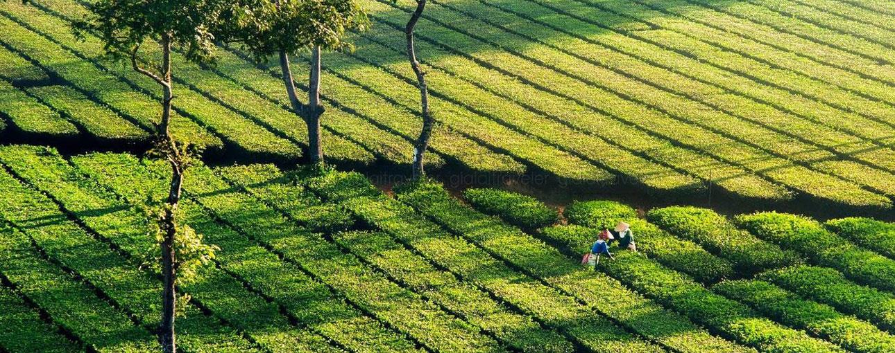 Biển Hồ Chè Gia Lai