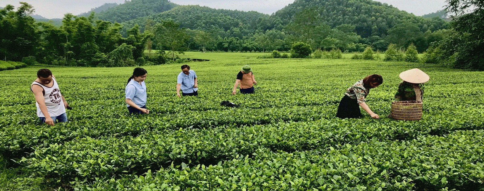 Đồi chè Bản Bo