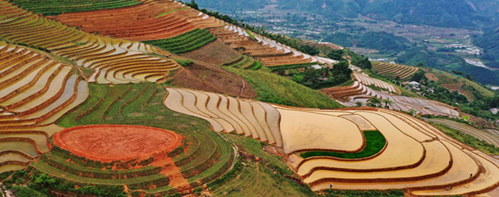 Ruộng bậc thang Phong Dụ Thượng