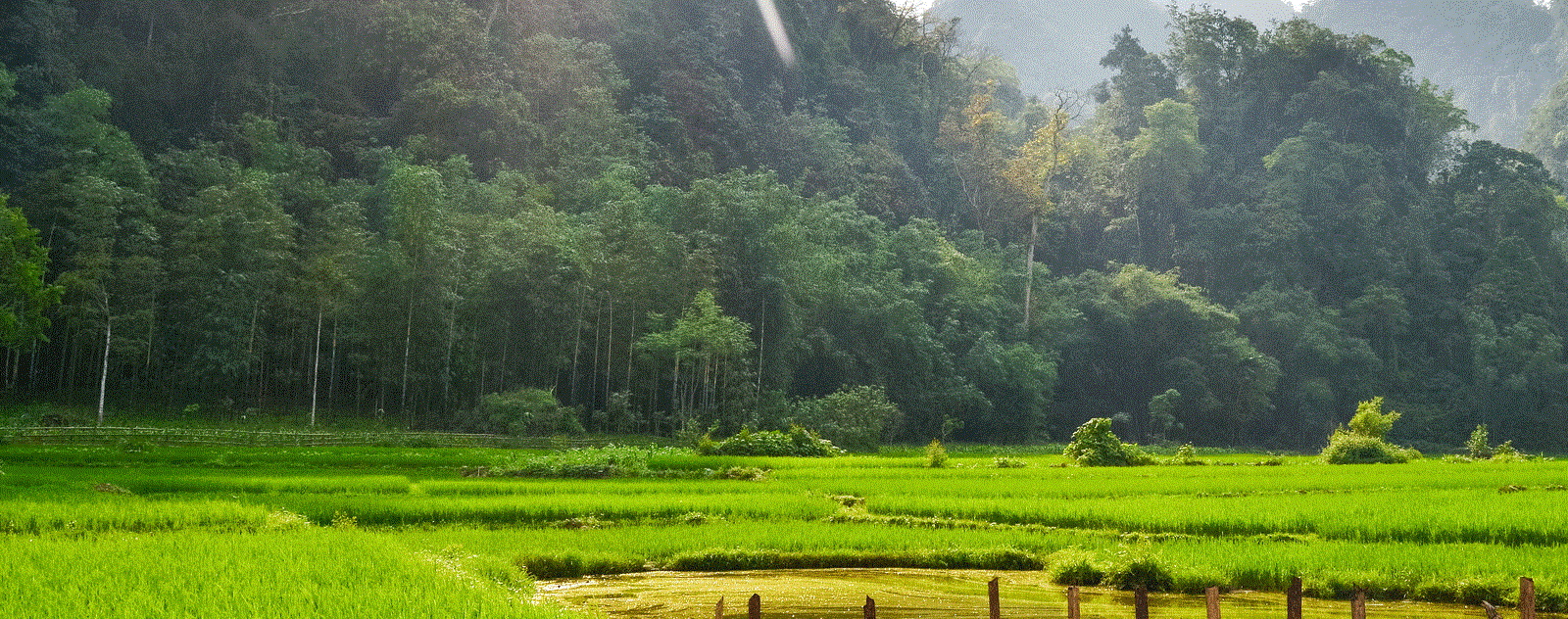 Bản Cỏi