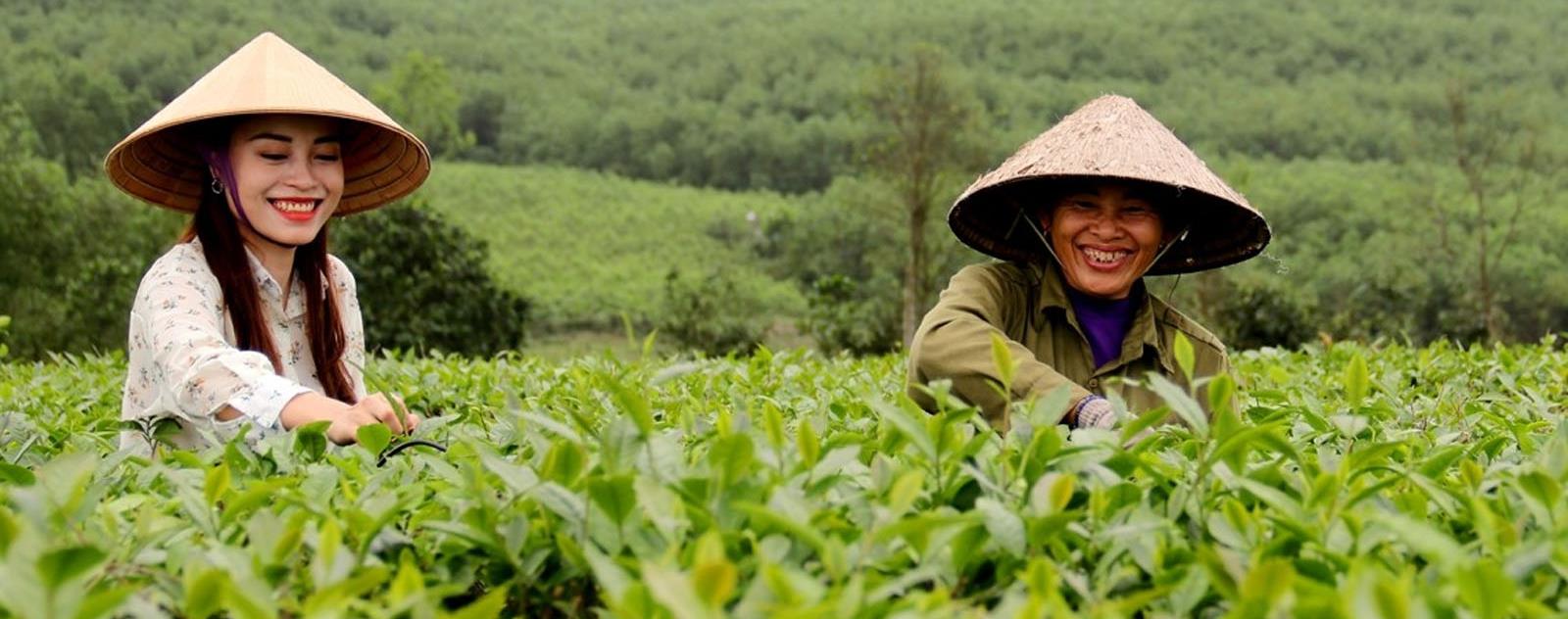 Đồi chè Kỳ Trung