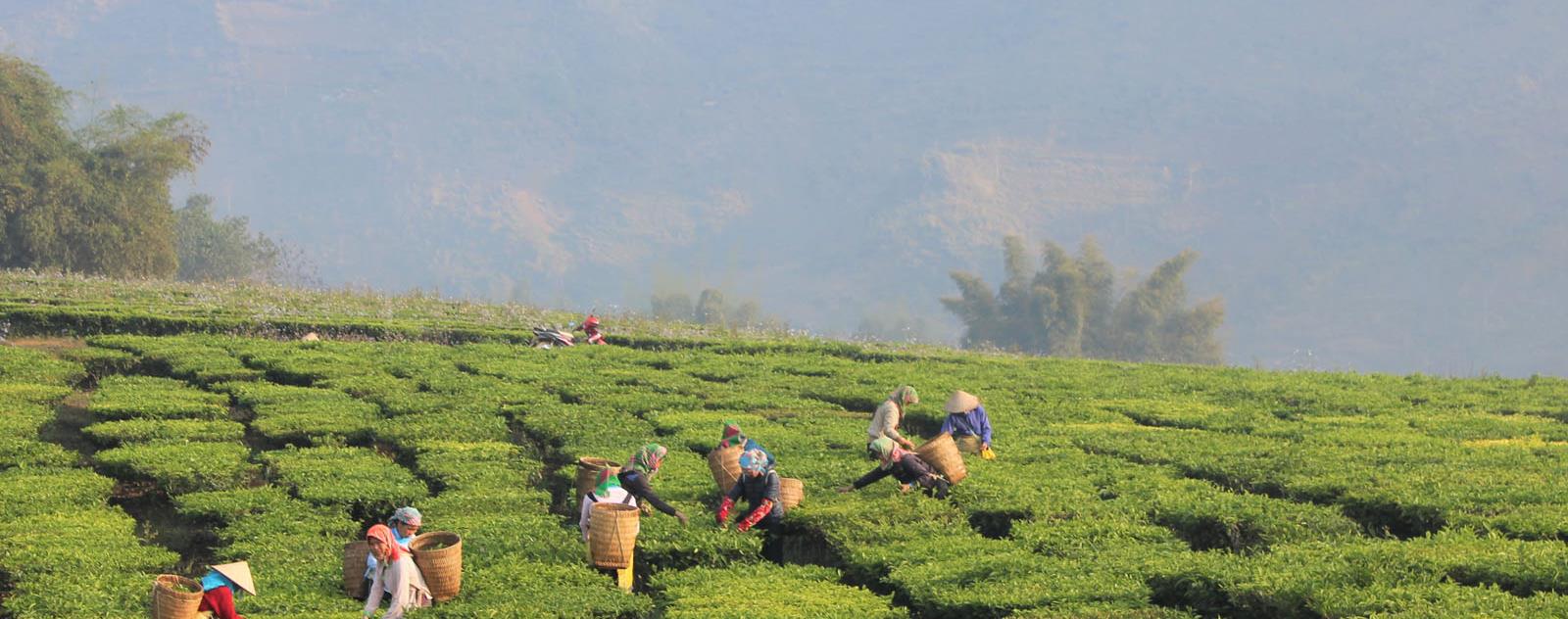 Tam Đường Tea Lai Châu