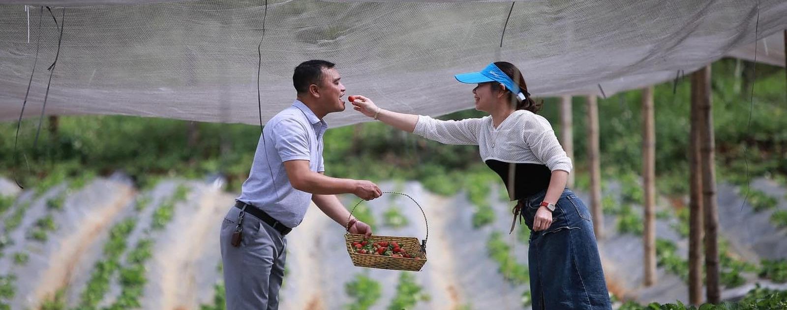 Hoa Mộc Châu Farm