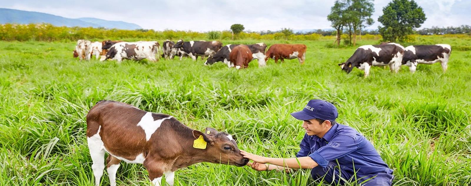 Trang trại bò sữa Dairy Farm Mộc Châu