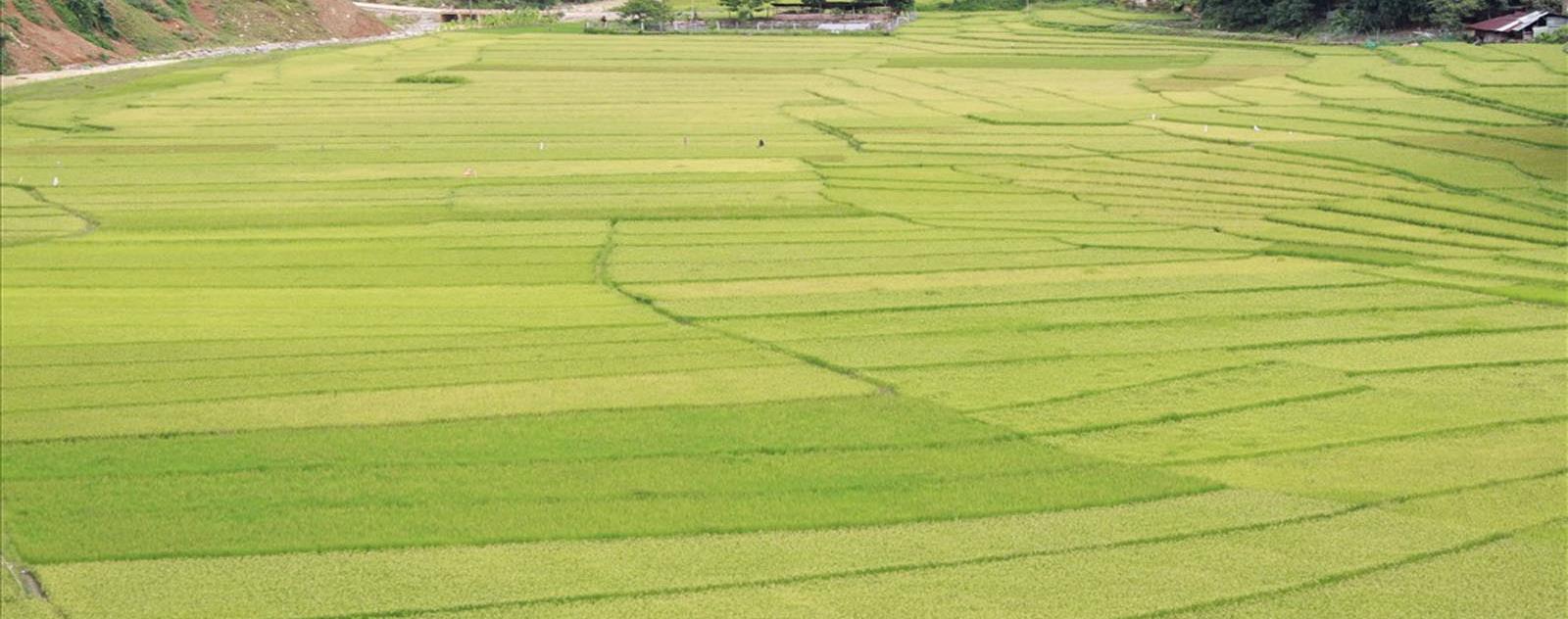 Ruộng bậc thang Chuôr Quảng Nam