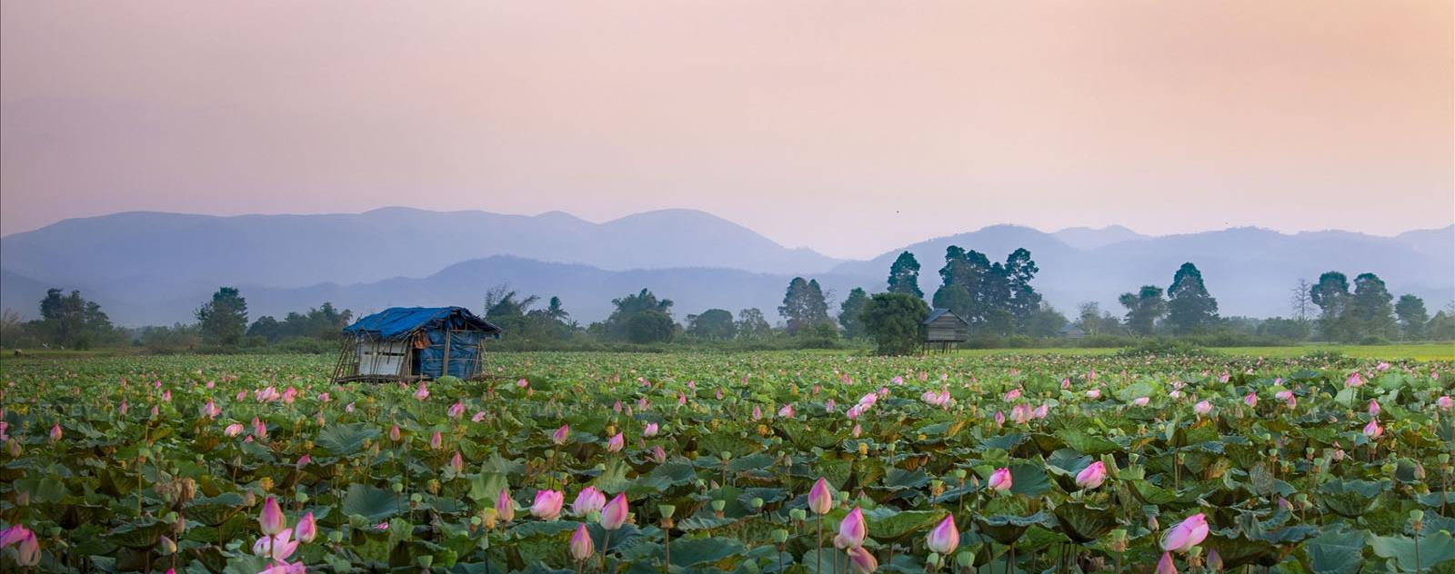 Cánh đồng sen Phú Thiện Gia Lai