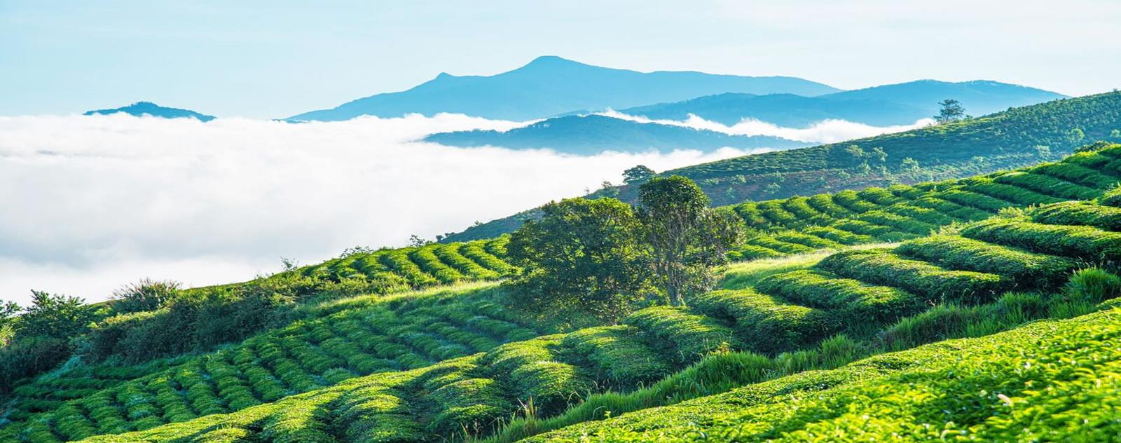 Đồi chè Tâm Châu