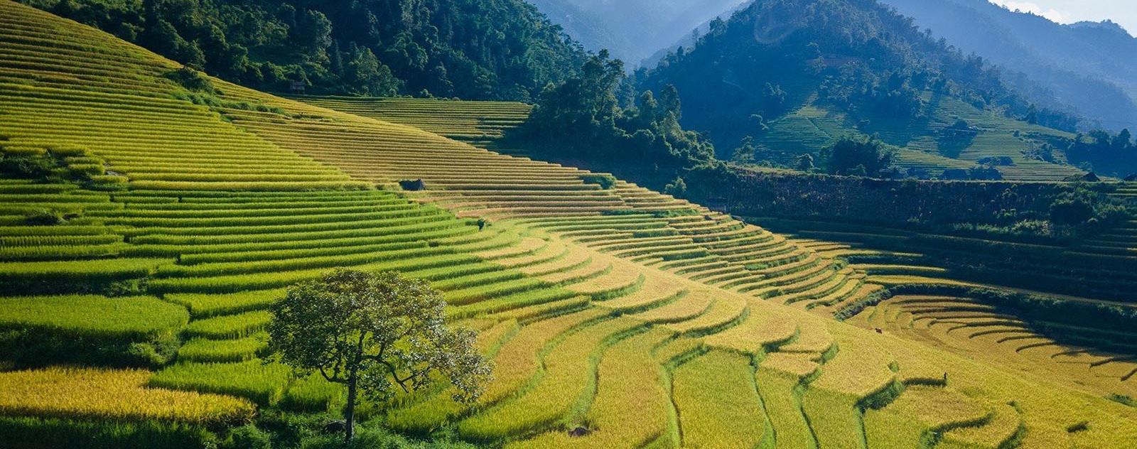 Thung lũng Nậm Cang Sapa