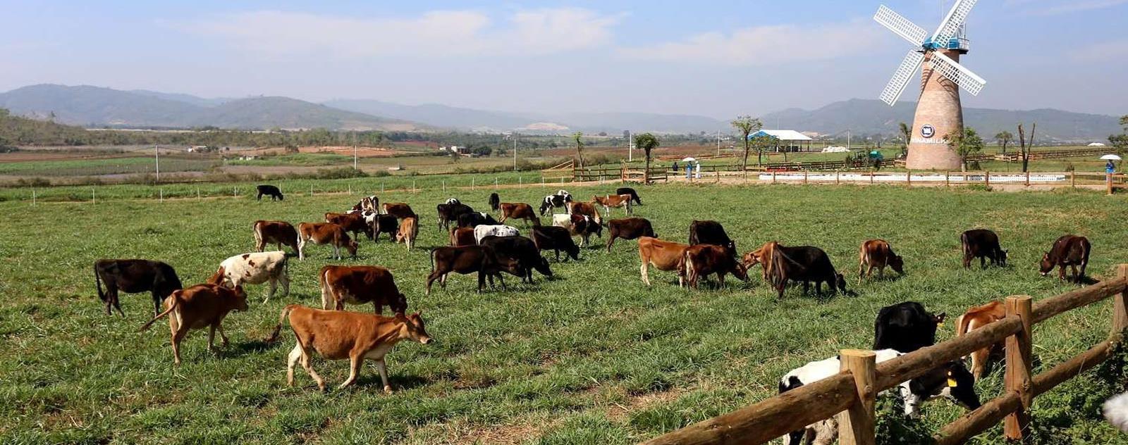 Dalat Milk Farm